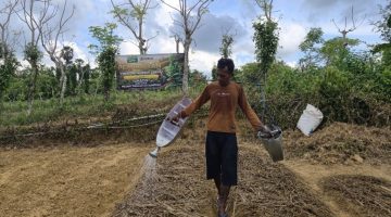 APTI Sumenep dan PT Djarum Kolaborasi, Bibit Tembakau Unggul Gratis Dongkrak Kesejahteraan Petani