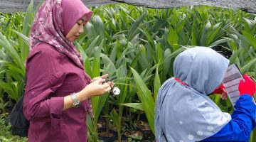 Sumenep Bersiap Jadi Penopang Industri Kelapa Jatim,110.00 Bibit Bersertifikat Disediakan Untuk Dukung Hilirisasi