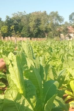 berita-rekomendasi-foto