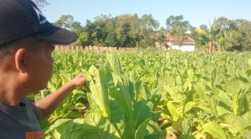 Nasib Petani Tembakau Sumenep Menggantung, TIHT 2026 Belum Juga Diumumkan